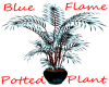 Blue Flame Potted Plant