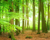 Nature Cutout 8