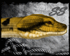[SS] Golden Anaconda