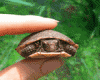 da's Turtle sticker
