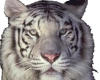 White tiger face