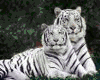Couple of White Tigerz