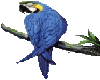 Blue Parrot animated