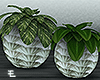 Vases Plants
