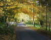 Autumn Road
