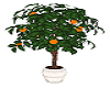 Orange Tree