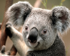~DT~ Koala Picture