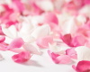Rose Petals Floor