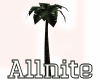 [A] Palm Tree Single
