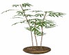 POTTED  BAMBOO  PLANT