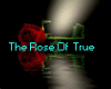 the rose of true