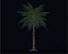 Aari Glow Palm Tree