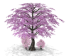 Cherry Blossom Tree