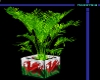 [ND]=welsh indoor plant=