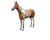 Standing Paint Horse