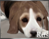 Rus Beagle Puppy