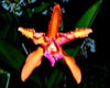 Star Orchid