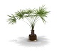 Palm Tree 4