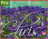 🌱 Purple Tulips
