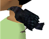 corvo  pet