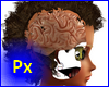 Px Brain Female