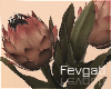 Protea Flower