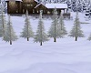 Winter Pine Trees V1