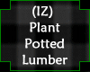 (IZ) Plant Potted Lumber