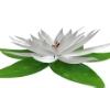 white lotus with pose