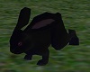 ~HD~Little Black bunny