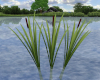 (S)Cattails water plants