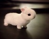 BabyBunny Picture