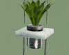 Aromatic Plants in Jars