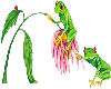 Coloredfrogs