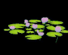 Club Flowers...