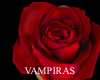 HD Rose Cut Out