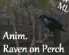 !ML! Raven on Perch