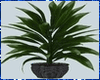 Kawaii Potted Plant