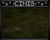 CIN| SDT:4A Grass