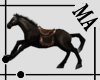 {MA}black horse