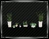 Ⓖ Shelf Plants