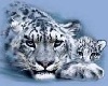 Snow Leopards Lodge