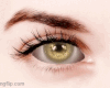 2 TONE Gold Brown F