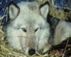 wolf pic 1
