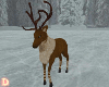 {DP} Male Deer
