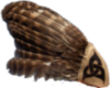 native owl feather fan R