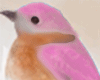 𝐼𝑧,Pink Bird