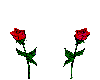 Kissing Roses