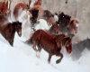 Wild Horses in Snow