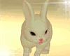 Bunny Animated